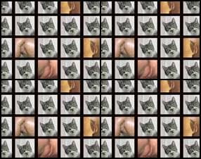 Pussy-cats